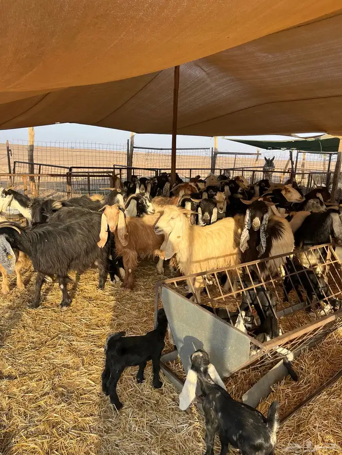 للبيع معزا مواليد 3