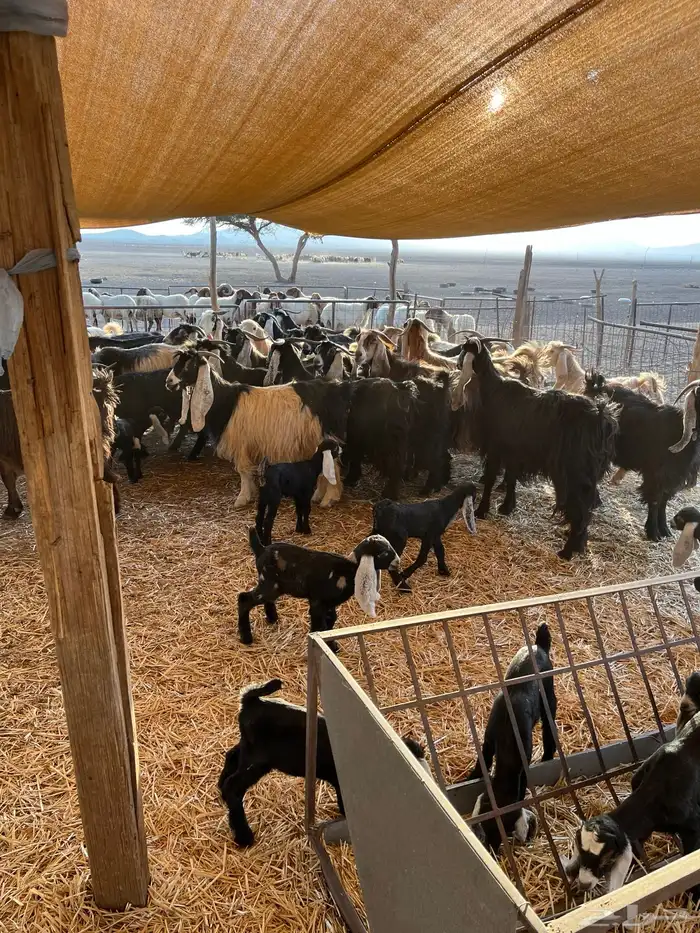 للبيع معزا مواليد 1