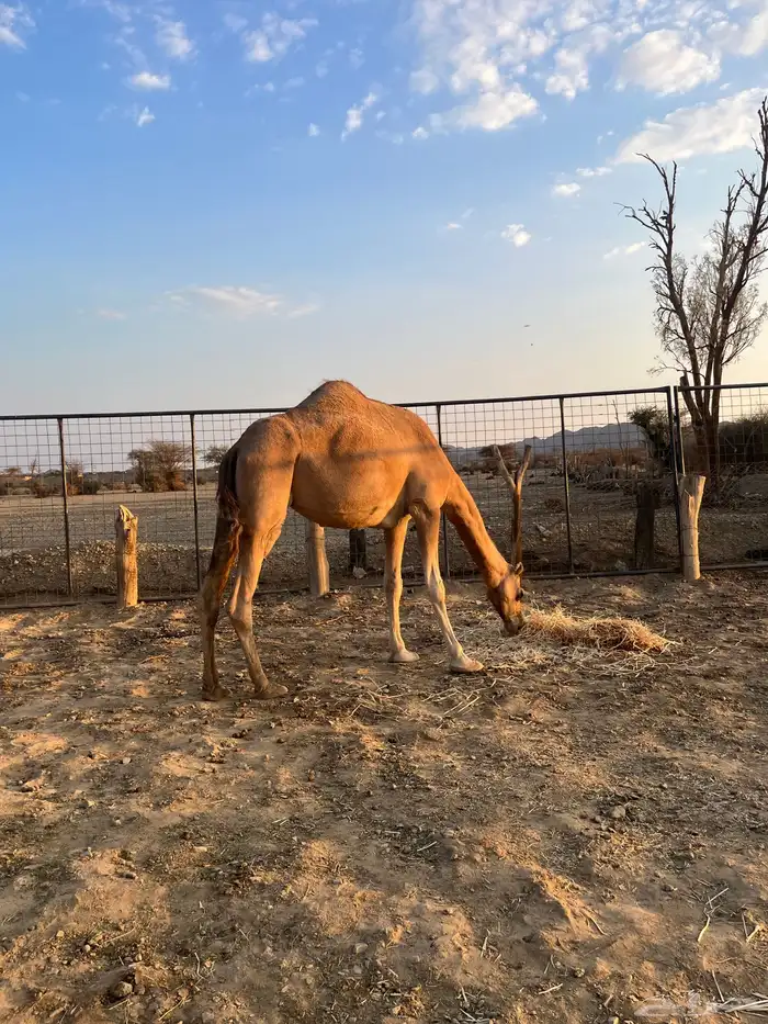 نياق مبيوعه عيالها 1