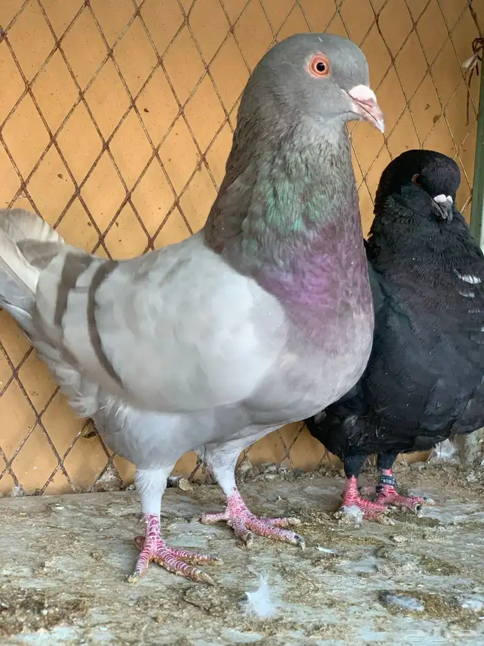 جوز كنق على سلفر 2