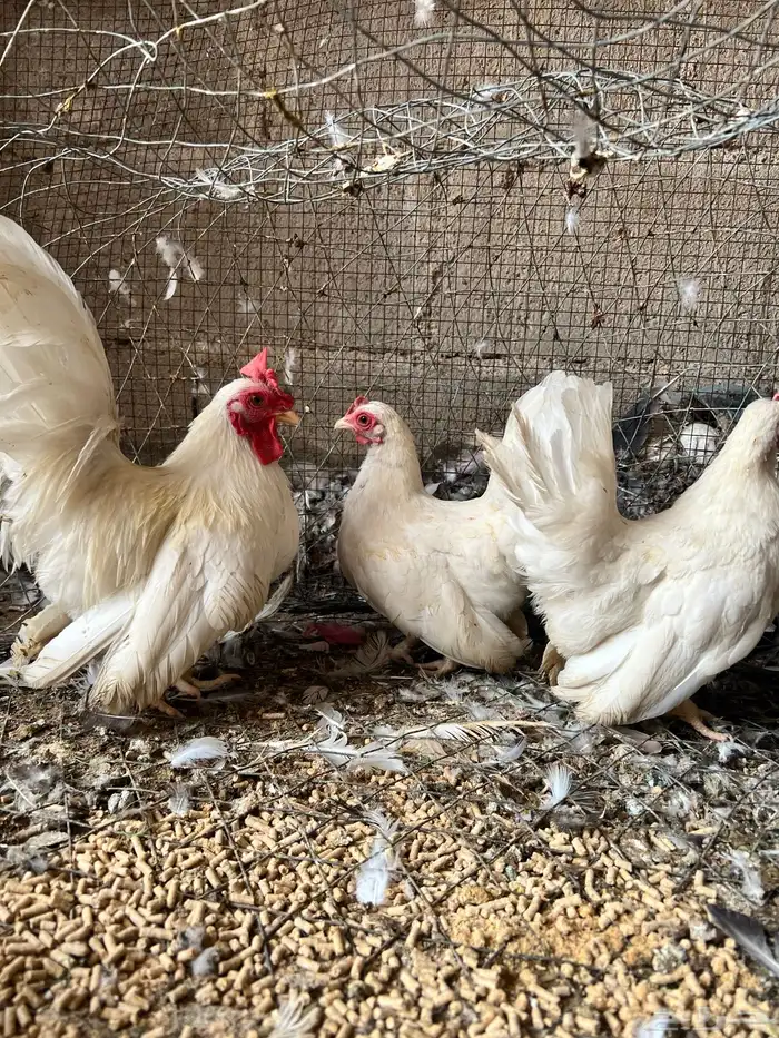 طقم دجاج جبنيز اللون ابيض 4