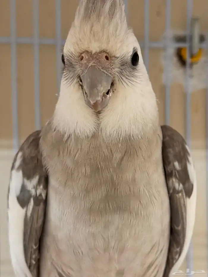 كروان(كوكاتيل)cockaiteil للبيع 1