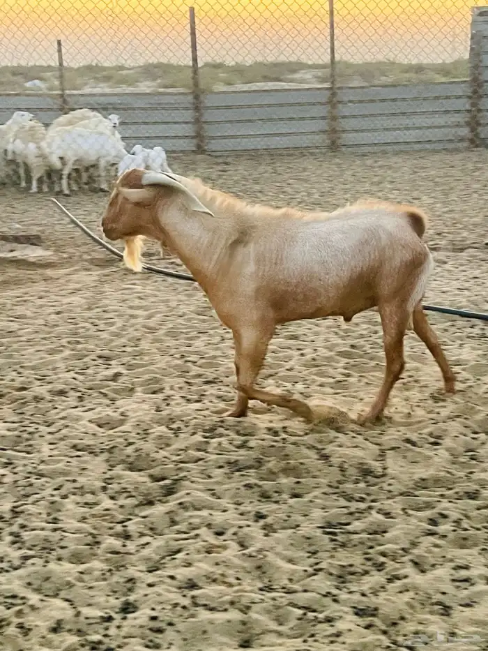 شمال سوق الدمام 2