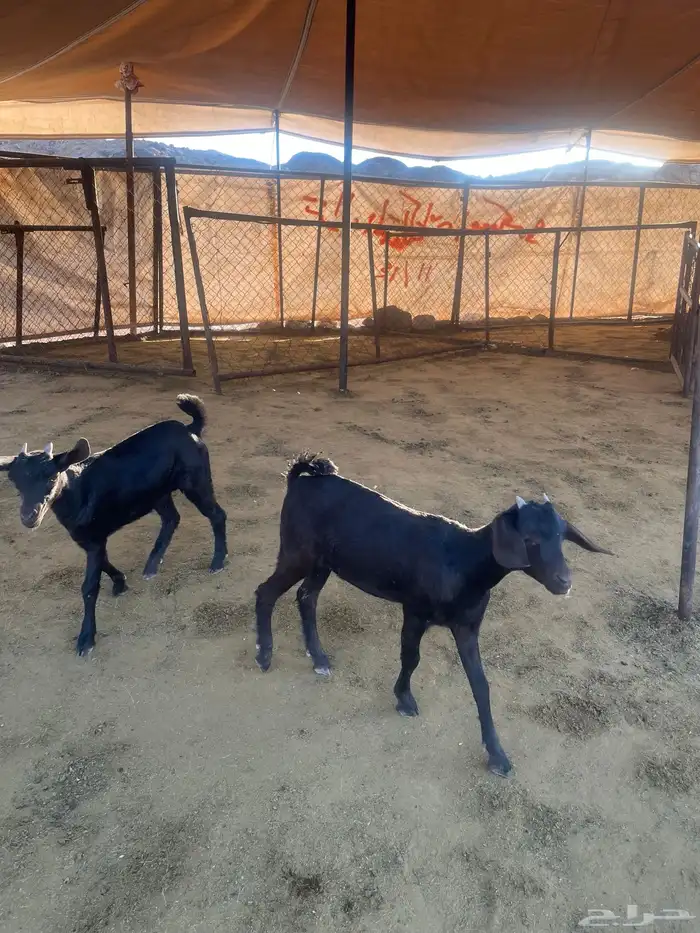 عنقان ككفو 0