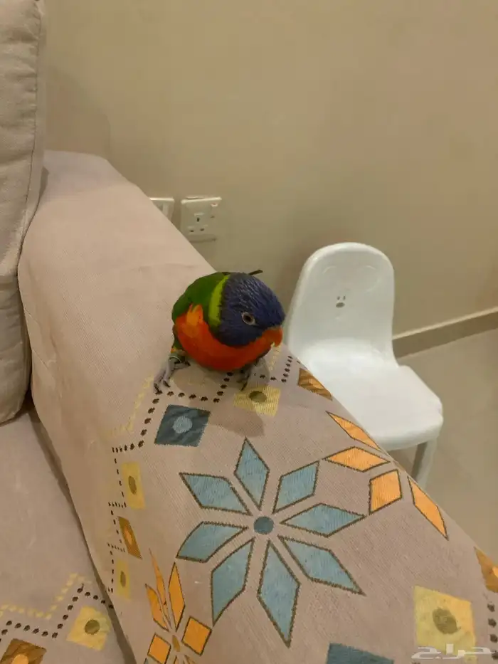 ببغاء لوري 2