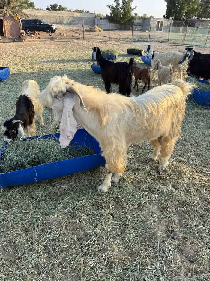 فحل ثني عارضي 0