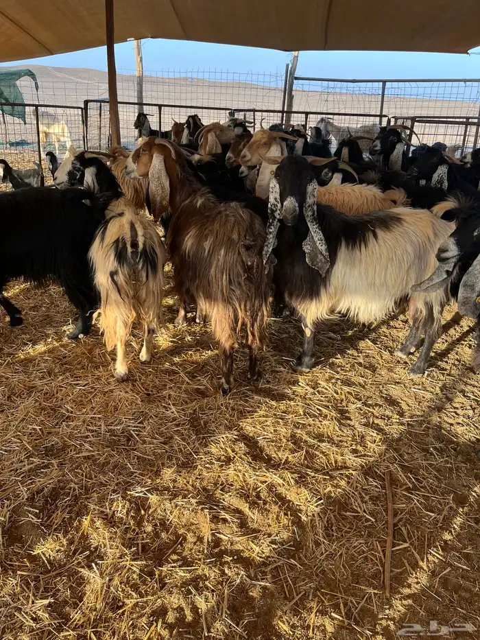 للبيع معزا مواليد 5