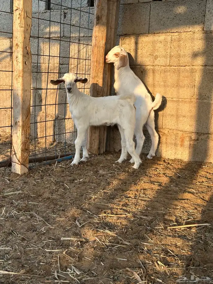 تيوس للبيع 2