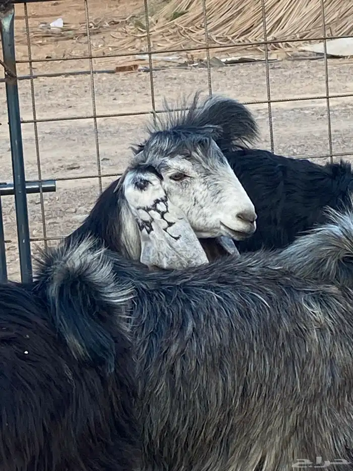 معزا عوارض صنف جفار(تم البيع) 4