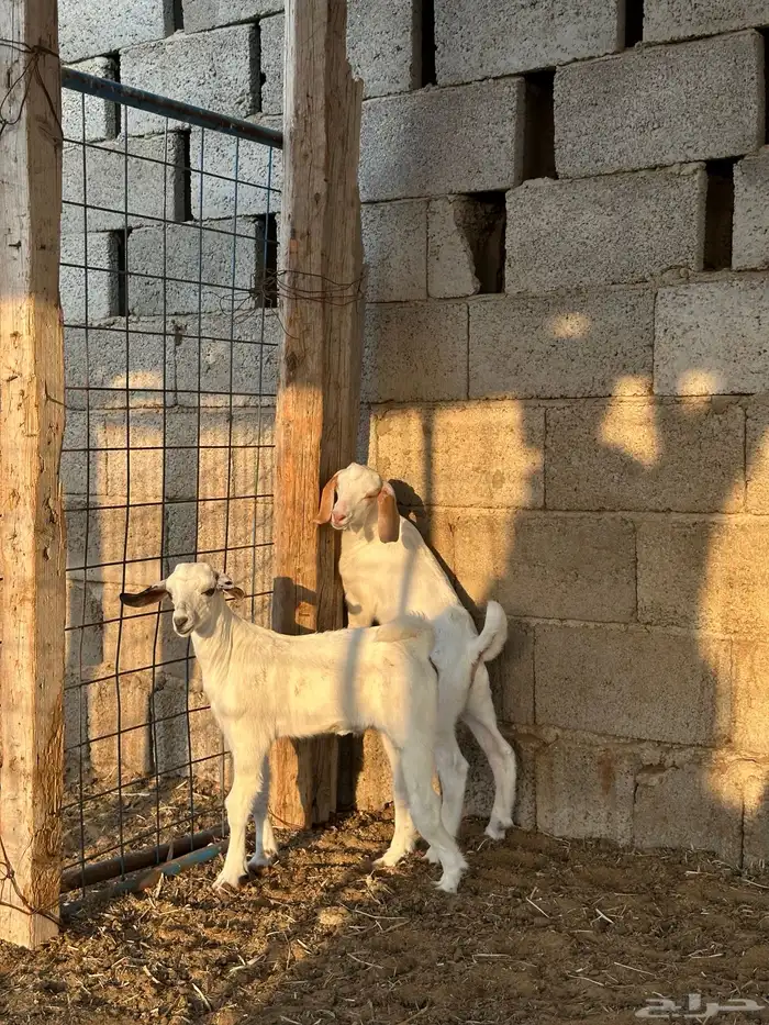 تيوس للبيع 4