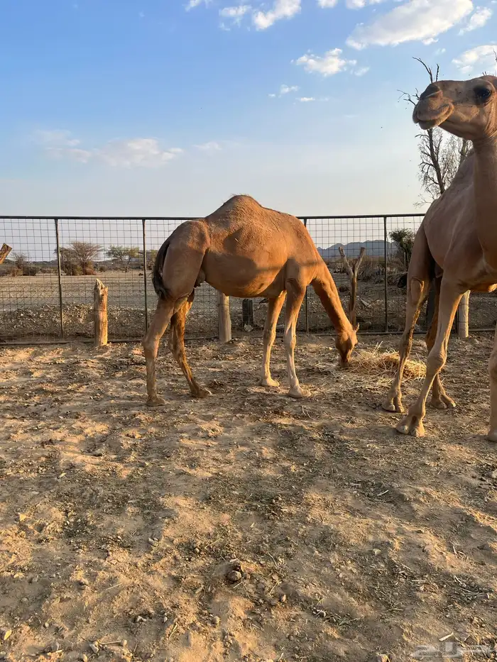 نياق مبيوعه عيالها 22