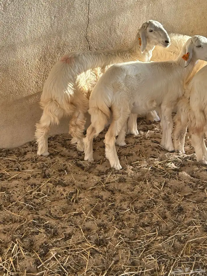 رخال حريات للبيع 2