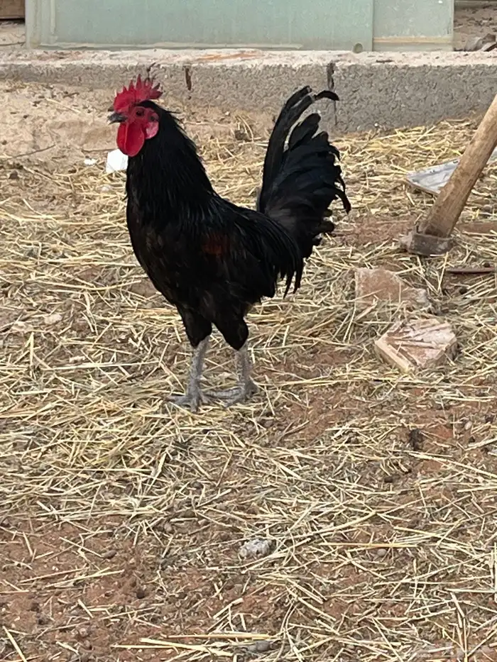 ديك اسود شرط اذان تلقيح 1