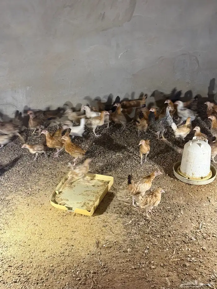 دجاج بلدي فواتح الموقع الرس السحقان 3