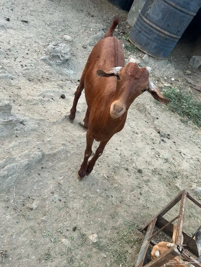 خبيش للبيع 3