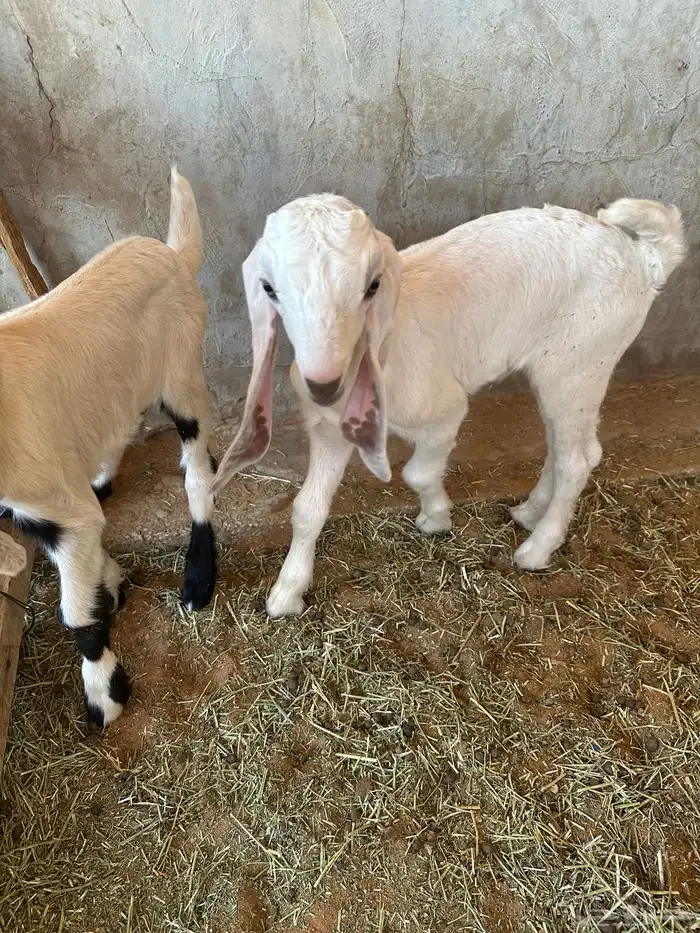 عنز مشروكه طيبه جرم طيب حدرها اثنين تيوس 10