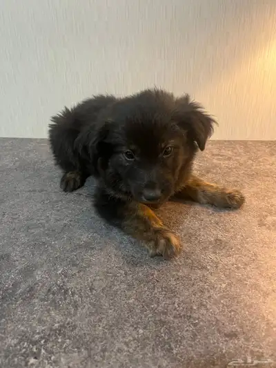 جراء جيرمن شيبرد فخمة جد ا للبيع   ذكور وإناث بصحة ممتازة index