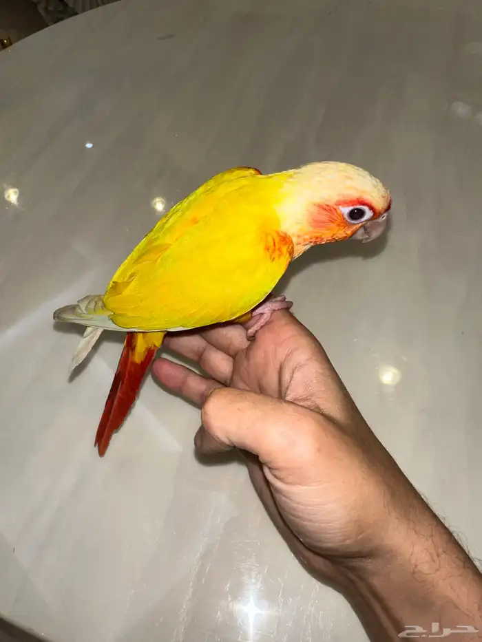 كنيور صن شيك هدد نشبه متكلم صبغة دبل رد فاكتور(عرض خاص) 3