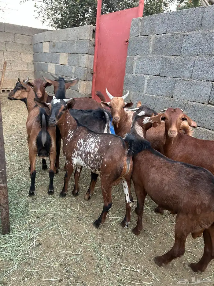 تيوس للبيع 0