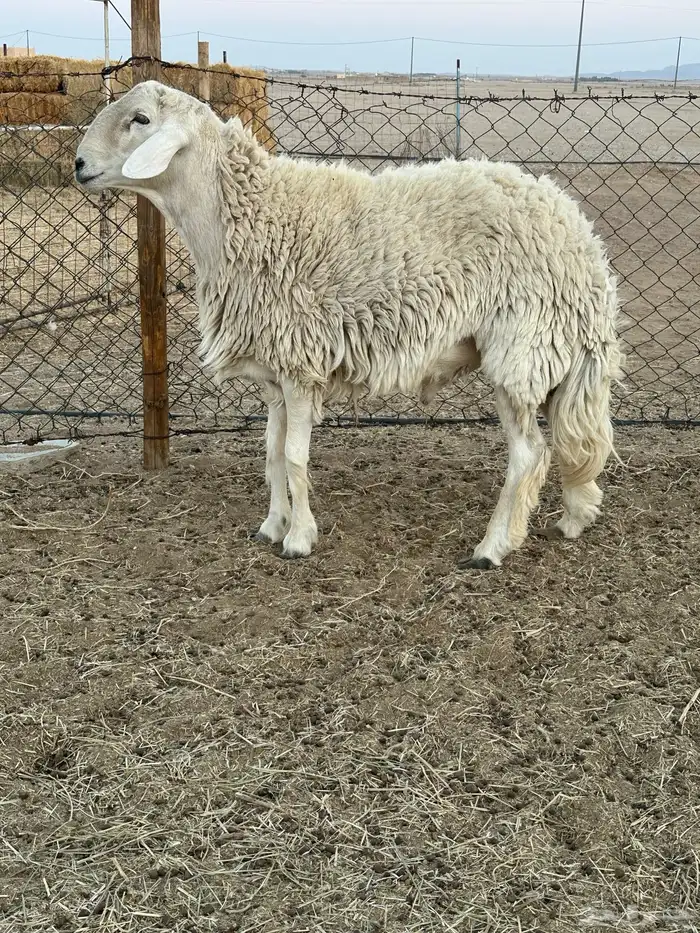 فحل حري طيب 5