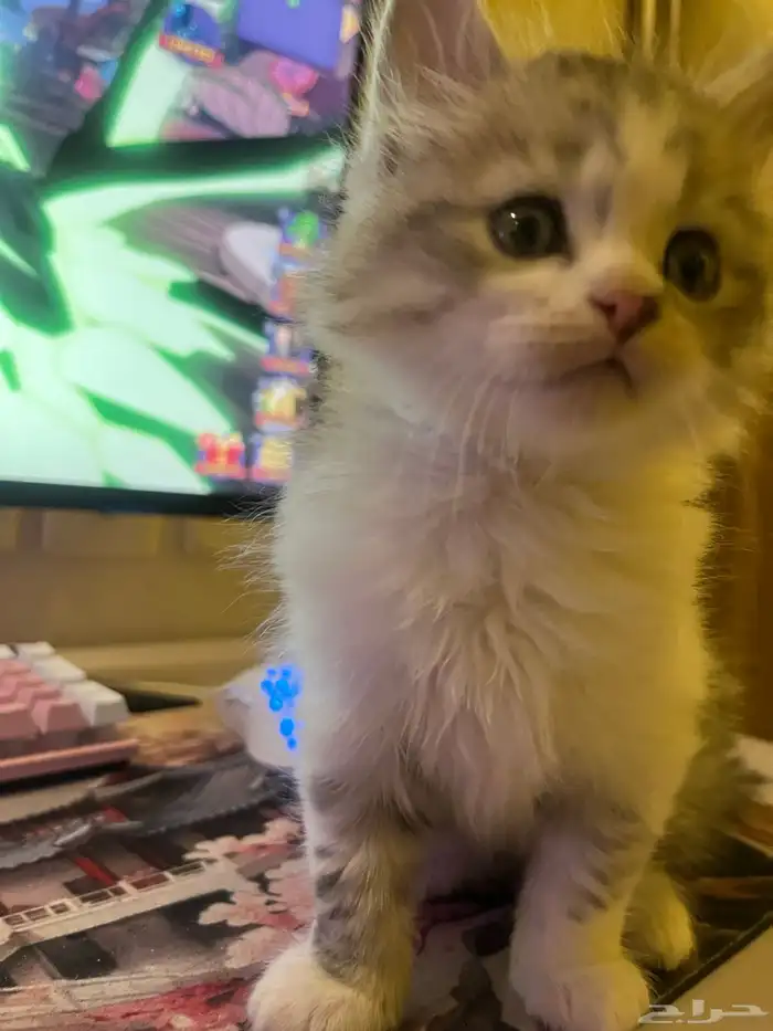 ذكر شرازي من ام سكوتش للبيع 4