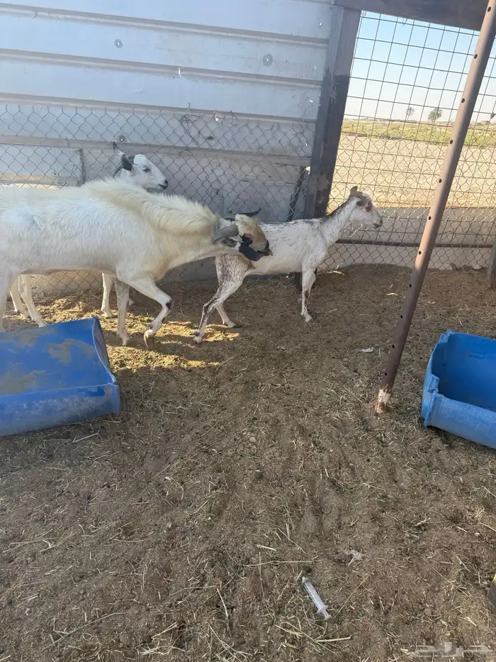 تيس بيشي فرصة لهل البيشي 1