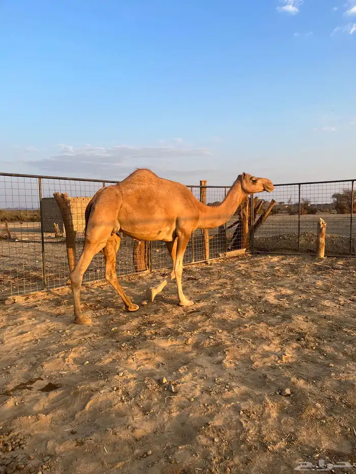 نياق مبيوعه عيالها 6