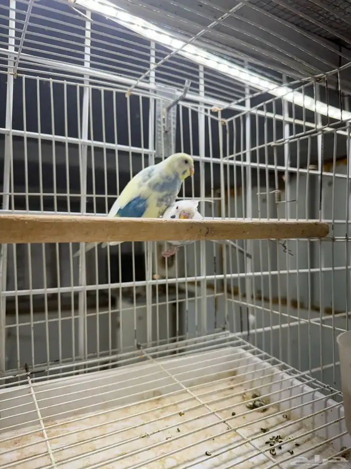 جوزين بادجي 3