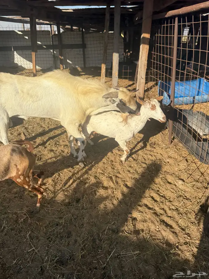 تيس بيشي فرصة لهل البيشي 0