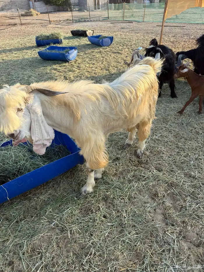 فحل ثني عارضي 2