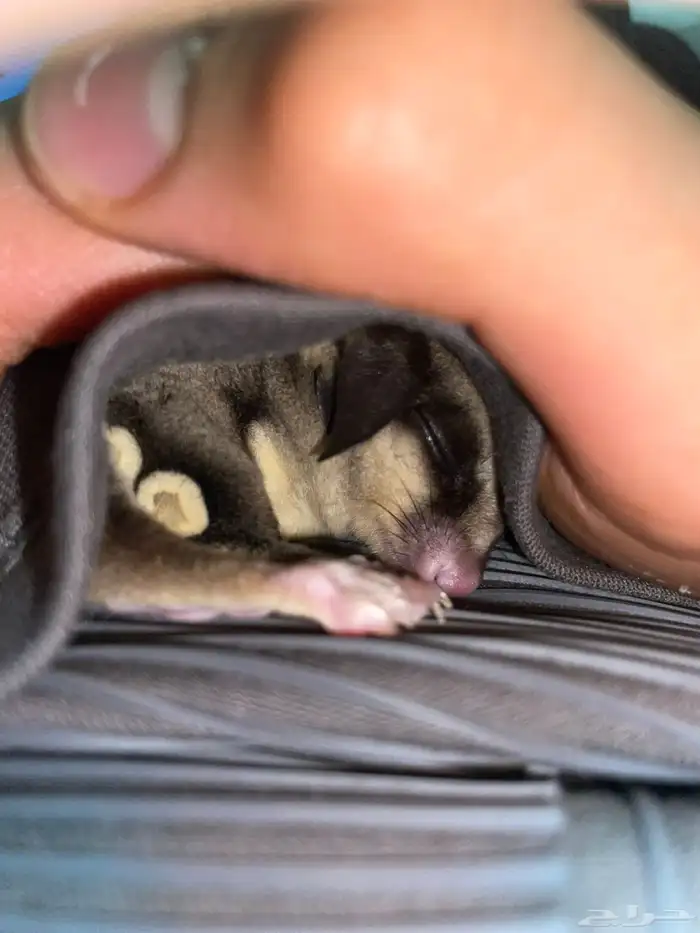 سنجاب طائر 2