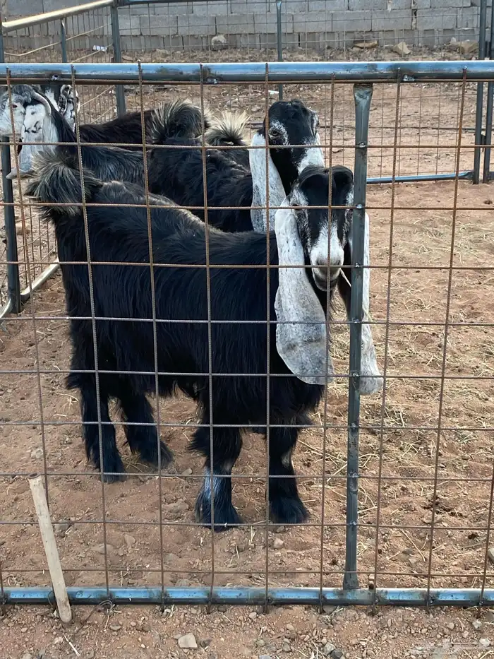 معزا عوارض صنف جفار(تم البيع) 21