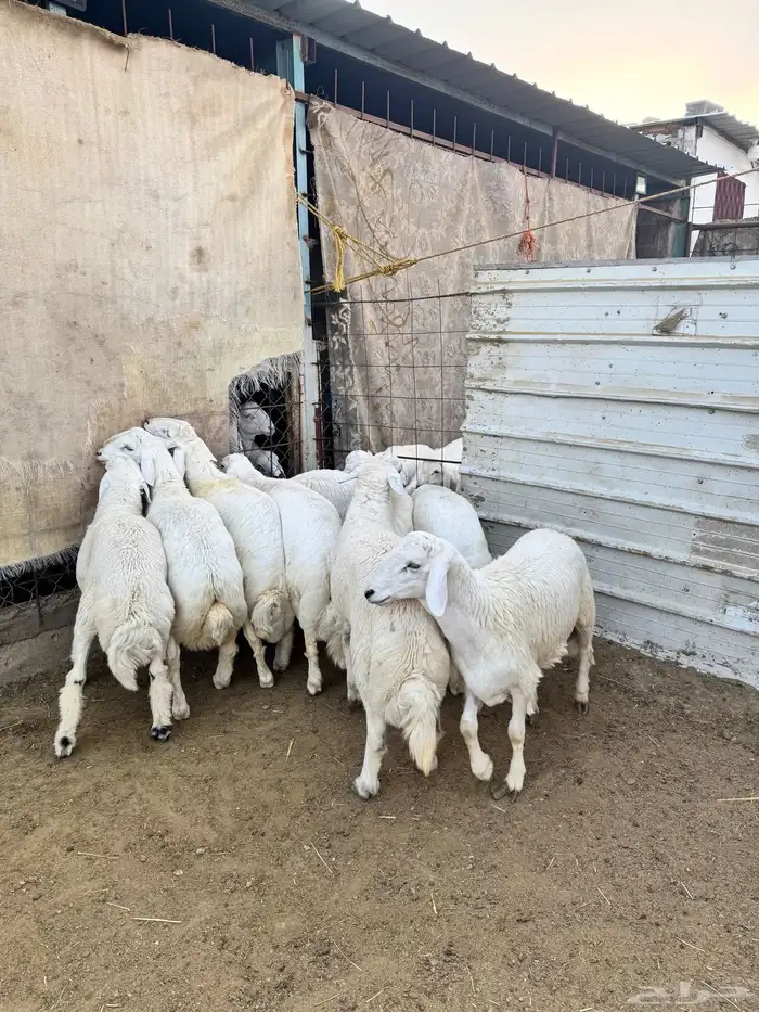 8طليان للبيع 2