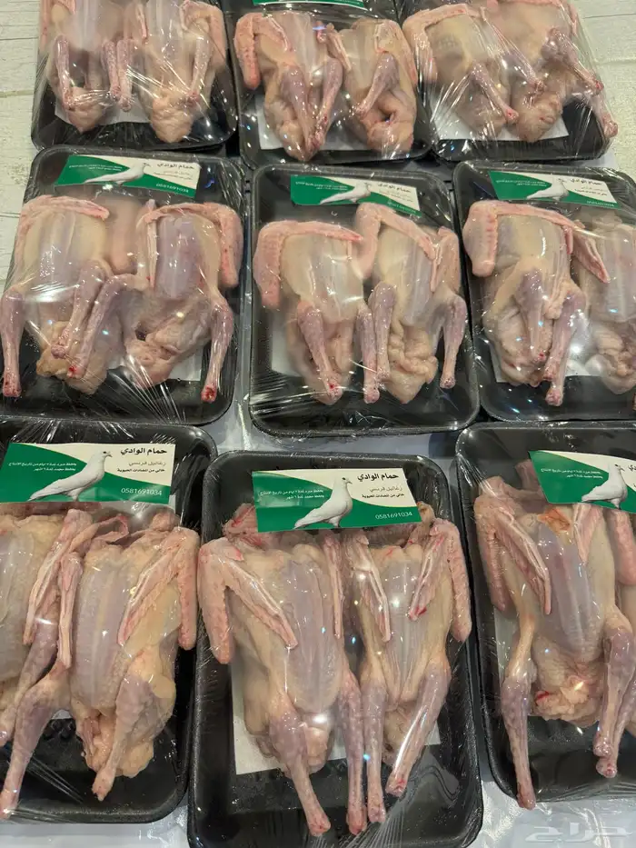 زغاليل حمام فرنسي 2