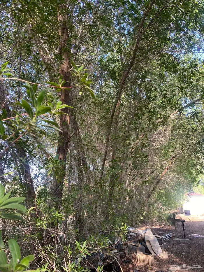 للبيع بزرومي بزروميه 1