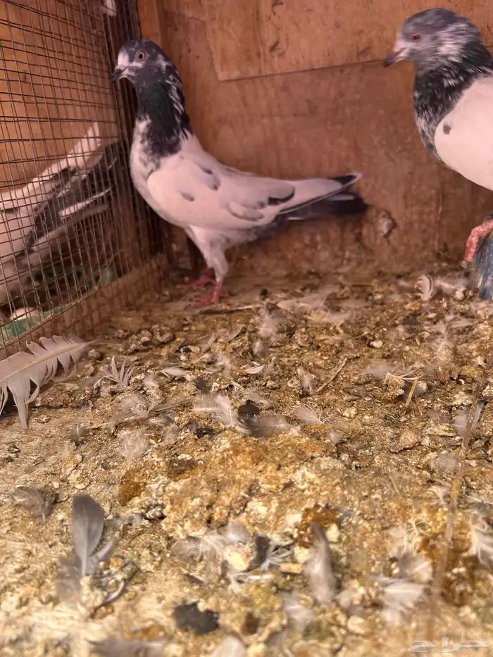 حمام باكستاني 0