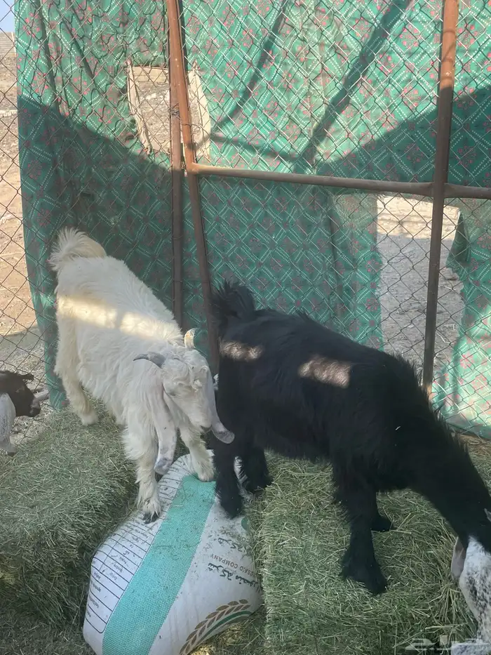 تيوس أرضية ثلاث 4