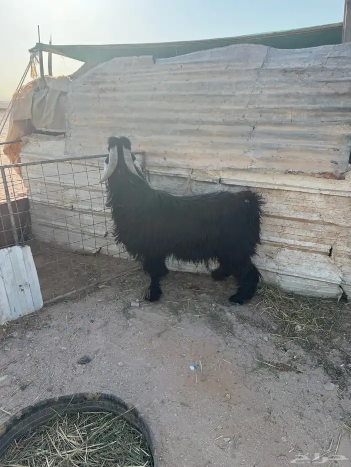 تيس فحل عارضي شرط القريع 3