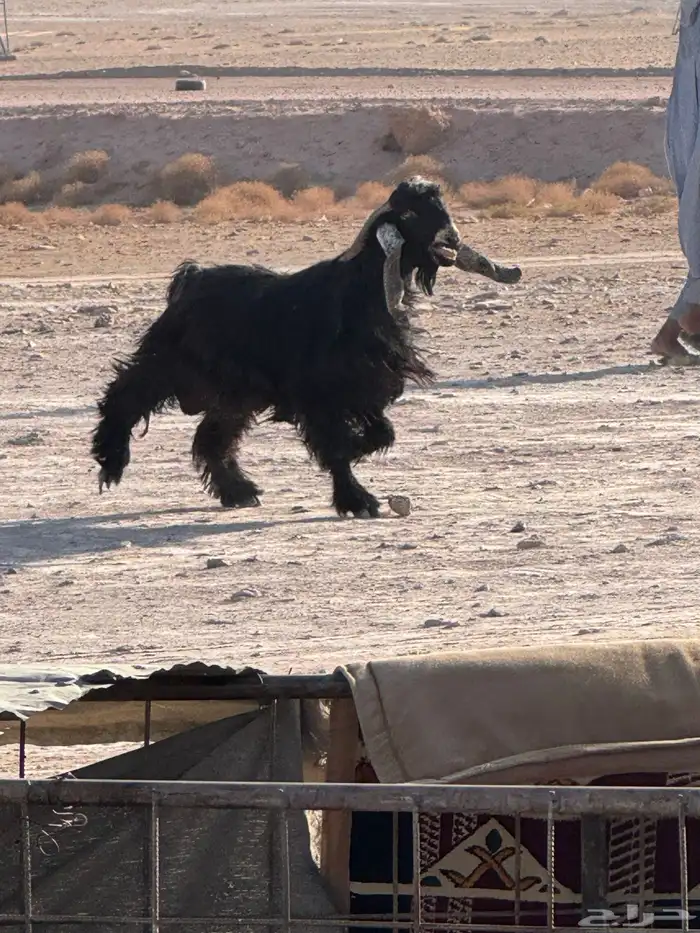 تيس فحل عارضي شرط القريع 0