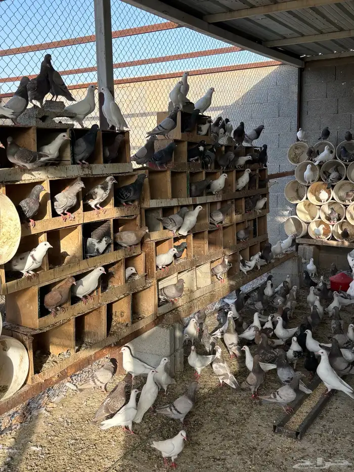 حمام فرنسي ابيض وسلفر احجام ضخمة 1