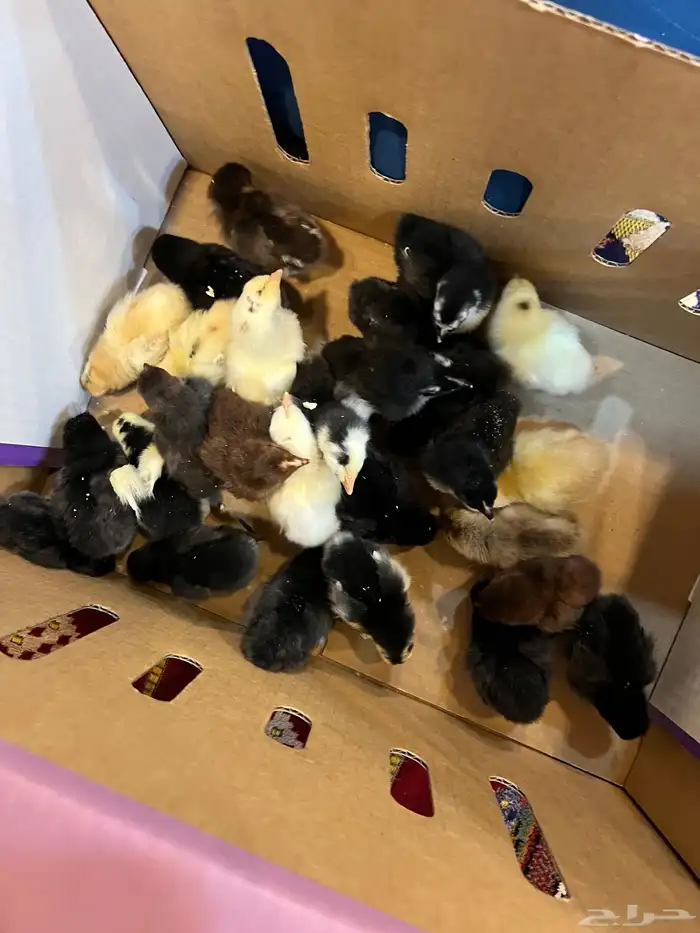 صوص دجاج كيوت يصلح للأطفال 10