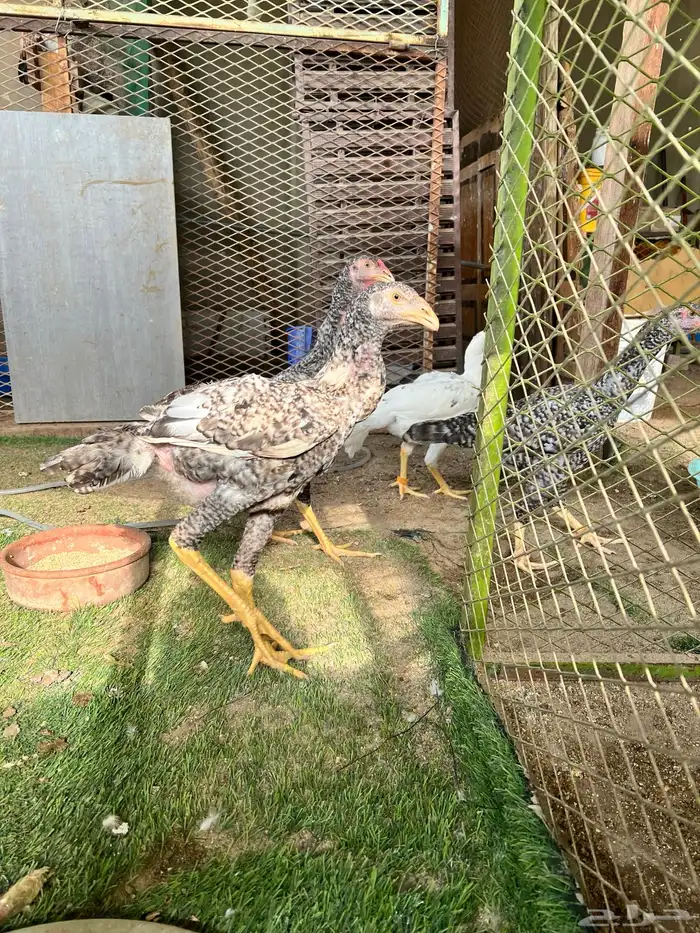 شامو ياباني فوليا 1