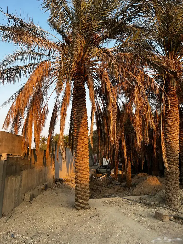 نخيل اخلاص للبيع الاحساء 0