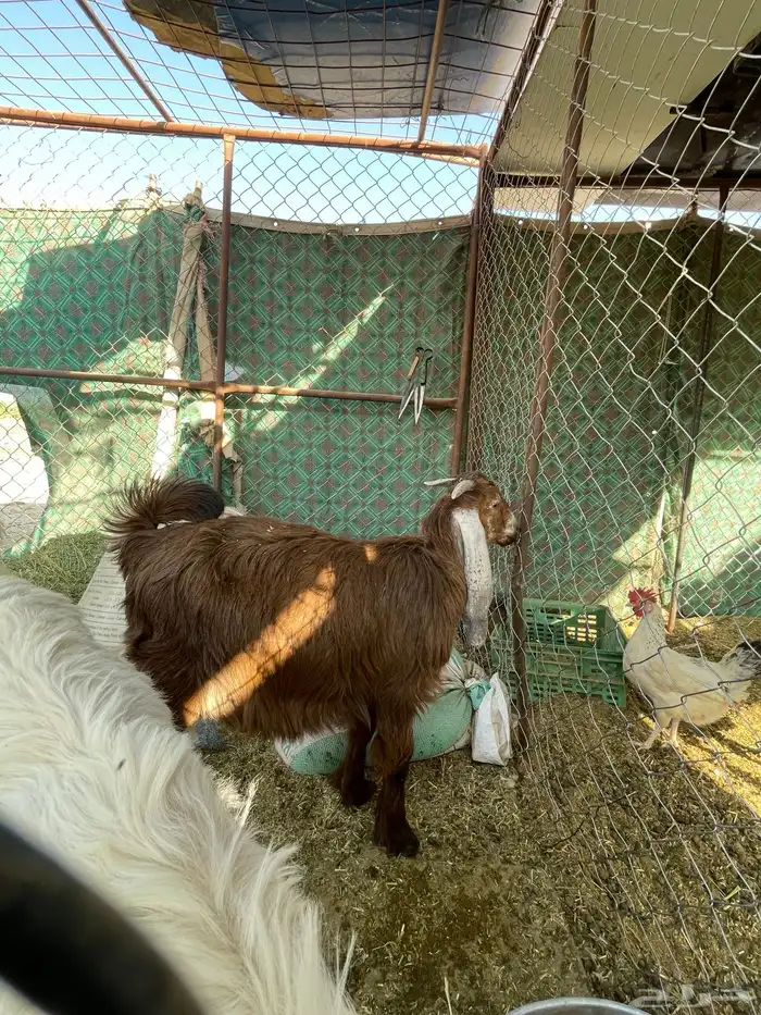 تيوس أرضية ثلاث 1