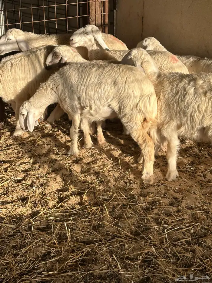 رخال حريات للبيع 7