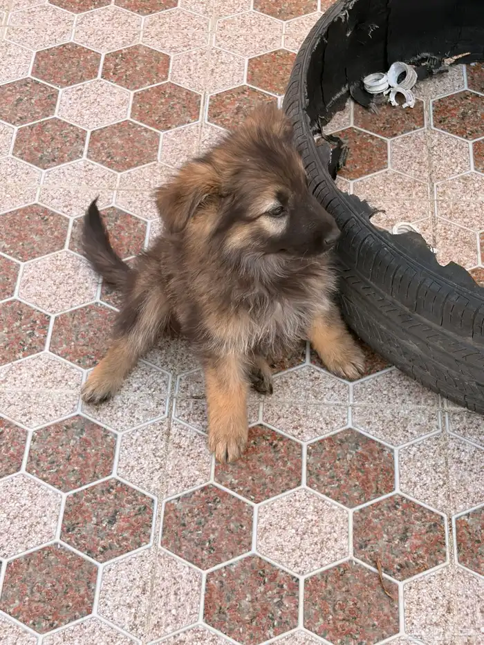 جراء جيرمن شيبرد سيبل بيور 8