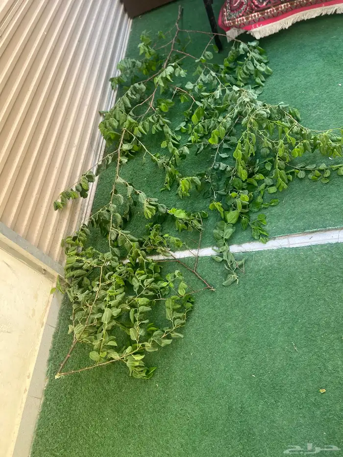 ورق سدر للبيع 1