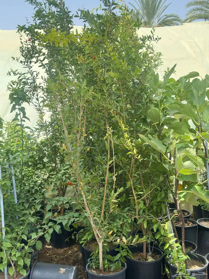 رمان مثمر وياسمين احجام كبيرة ووسط وصغيرة   نجران 9