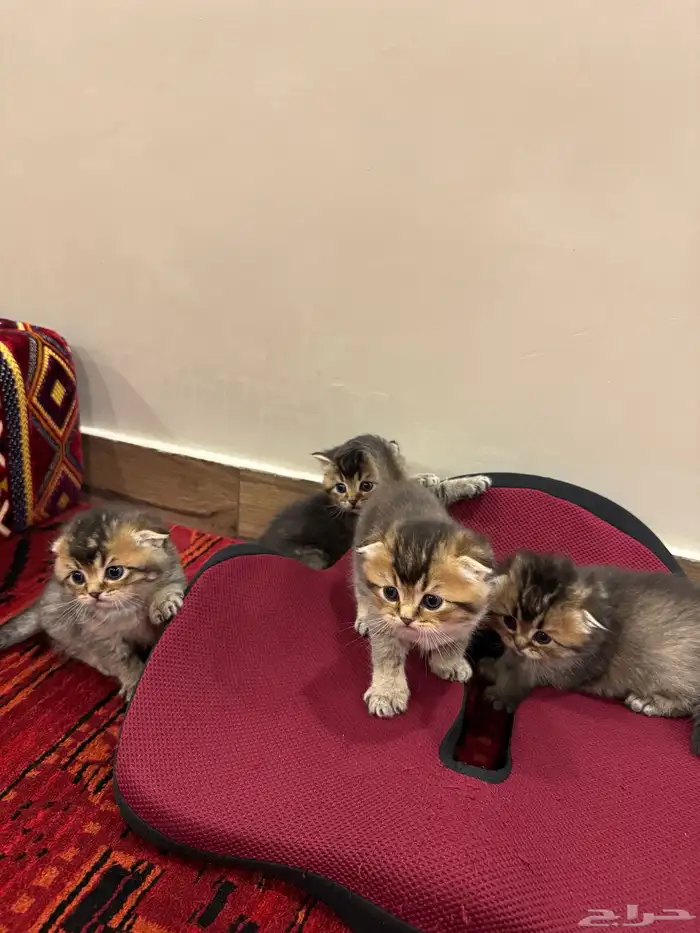 قطط صغيرة kittens للبيع 1