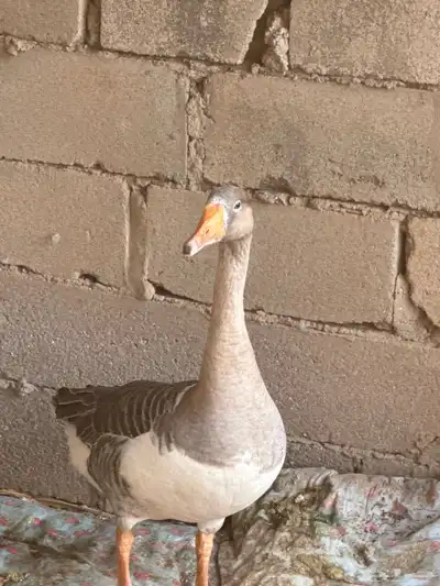 وز للبيع انثى محايل عسير العدد 1 index